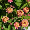 Lantana camara 'Confetti'