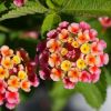 Lantana camara 'Confetti'