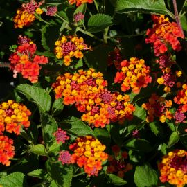 Lantana camara 'Professeur Raoux'