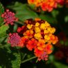 Lantana camara 'Professeur Raoux'