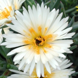 Lampranthus sp. à grosses fleurs