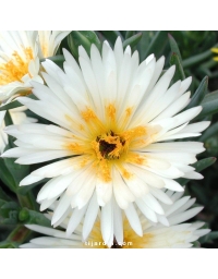 Lampranthus à grosses feuilles