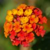 Lantana camara 'Professeur Raoux'