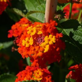 Lantana camara 'Radiation'