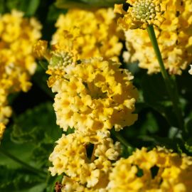 Lantana camara 'Mine d'Or'