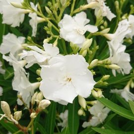 Nerium oleander 'Album Plenum '