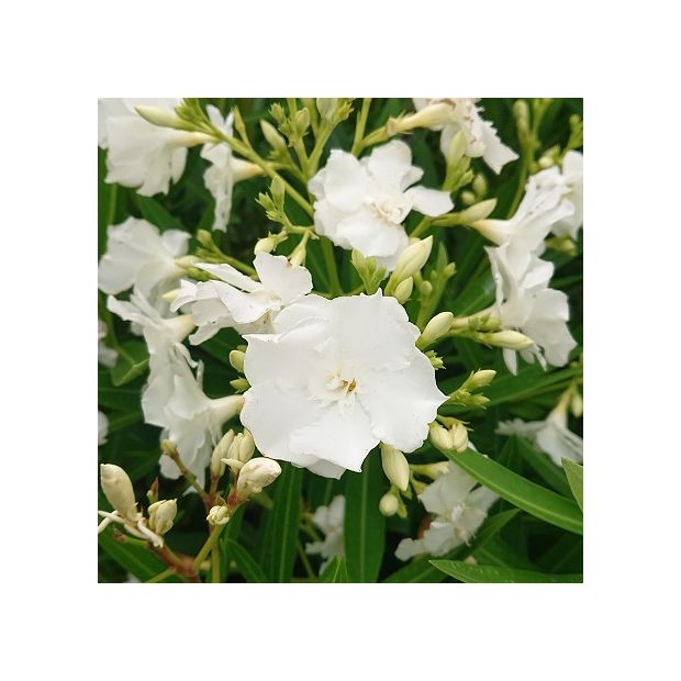 Nerium oleander 'Album Plenum ' Nerium oleander 'Album Plenum '