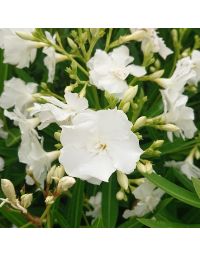 Nerium oleander - Laurier rose 'Album Plenum '