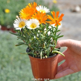 Lampranthus à grosses feuilles