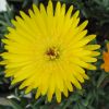 Lampranthus sp. à grosses fleurs