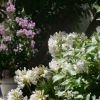 Agapanthus 'Ever White'