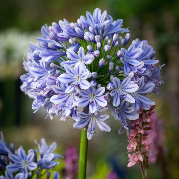 Agapanthus 'Full Moon' Agapanthus 'Full Moon'