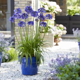 Agapanthus 'Blue Thunder'