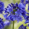 Agapanthus 'Blue Thunder'