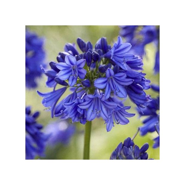 Agapanthus 'Blue Thunder'