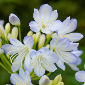 Agapanthe 'Silver Baby'