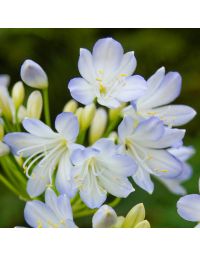 Agapanthe 'Silver Baby'