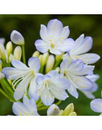 Agapanthus 'Silver Baby'