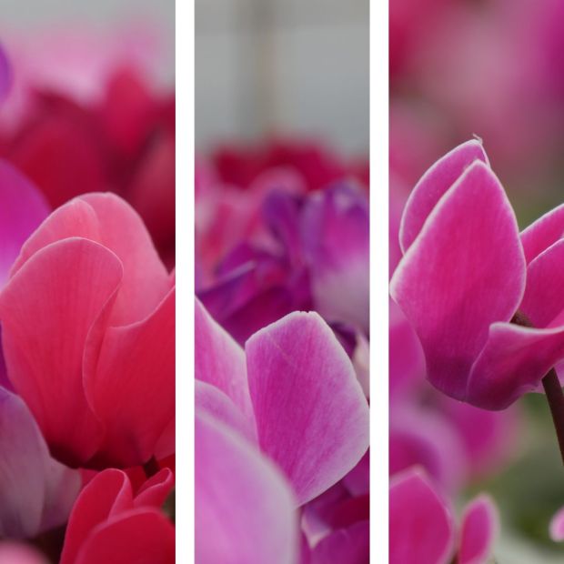 Lot de 3 cyclamen très minis Lot de 3 cyclamen très minis
