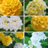 Lot de 6 Lantanas arbustifs tons jaunes/blancs