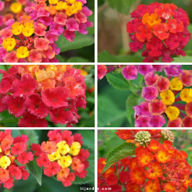 lantana arbustif en lot de 6