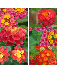 Lot de 6 Lantanas arbustifs tons rouges / roses