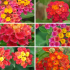 Lot de 6 Lantanas arbustifs tons rouges / roses