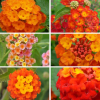 lantana arbustif en lot de 6