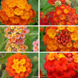 lantana arbustif en lot de 6