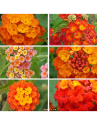 Lot de 6 Lantanas arbustifs tons orangés