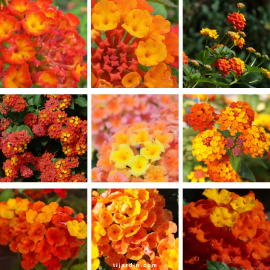 lantana compact en lot de 9