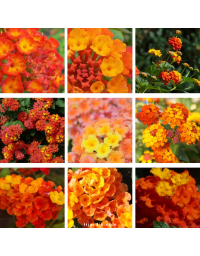 Lot de 9 Lantanas compacts tons orangés