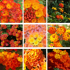 Lot de 9 Lantanas compacts tons orangés