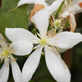 Clematis armandii