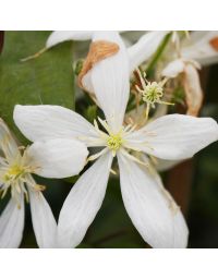 Clematis armandii