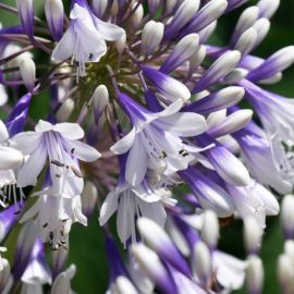 Lot de 4 agapanthes très florifères