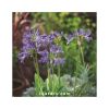 Lot 3 agapanthes compactes