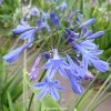 Lot 3 agapanthes compactes