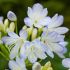 Lot de 4 agapanthes compactes