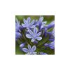 Lot 3 agapanthes compactes