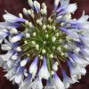 Lot 3 agapanthes compactes