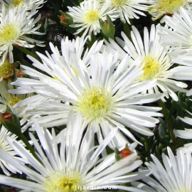 Lampranthus sp. à petites fleurs