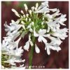 Variété Arctic Star'