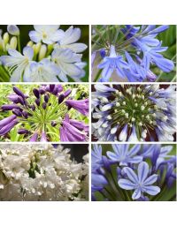 Lot de 6 agapanthes compactes