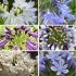 Lot de 6 agapanthes compactes