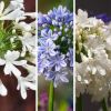 Lot de 3 agapanthes opulentes