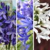 Lot de 3 agapanthes résistantes au froid