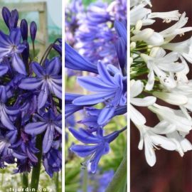 Lot de 4 agapanthes résistantes au froid