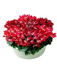 Cyclamen 'Djix®'