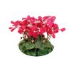 Cyclamen 'Djix'